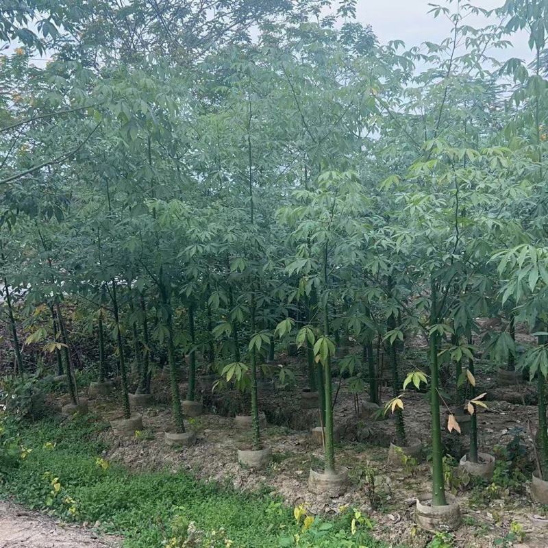 美丽异木棉2-10公分。自家货源量大价优