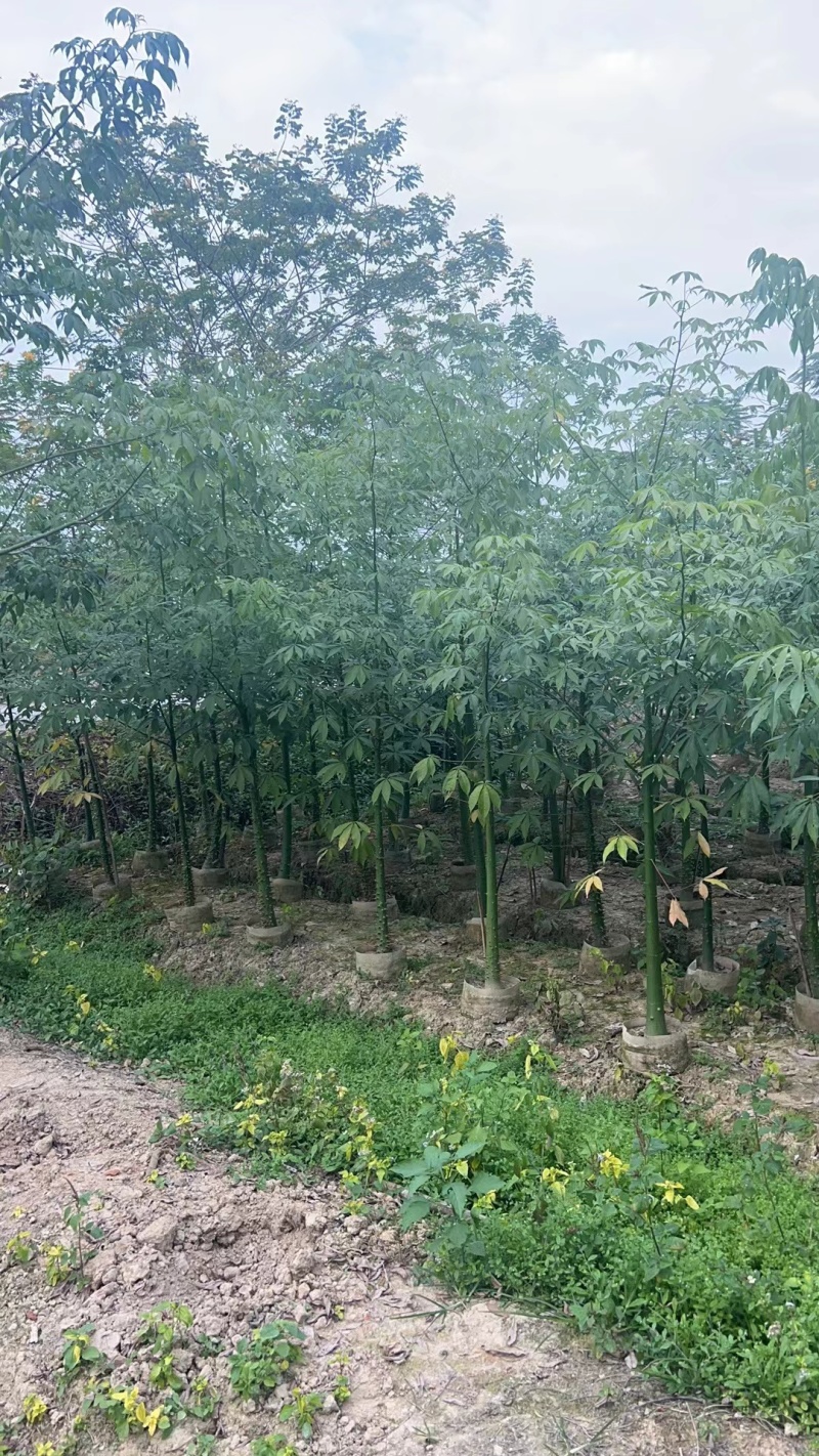 美丽异木棉2-10公分。自家货源量大价优