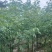 美丽异木棉2-10公分。自家货源量大价优