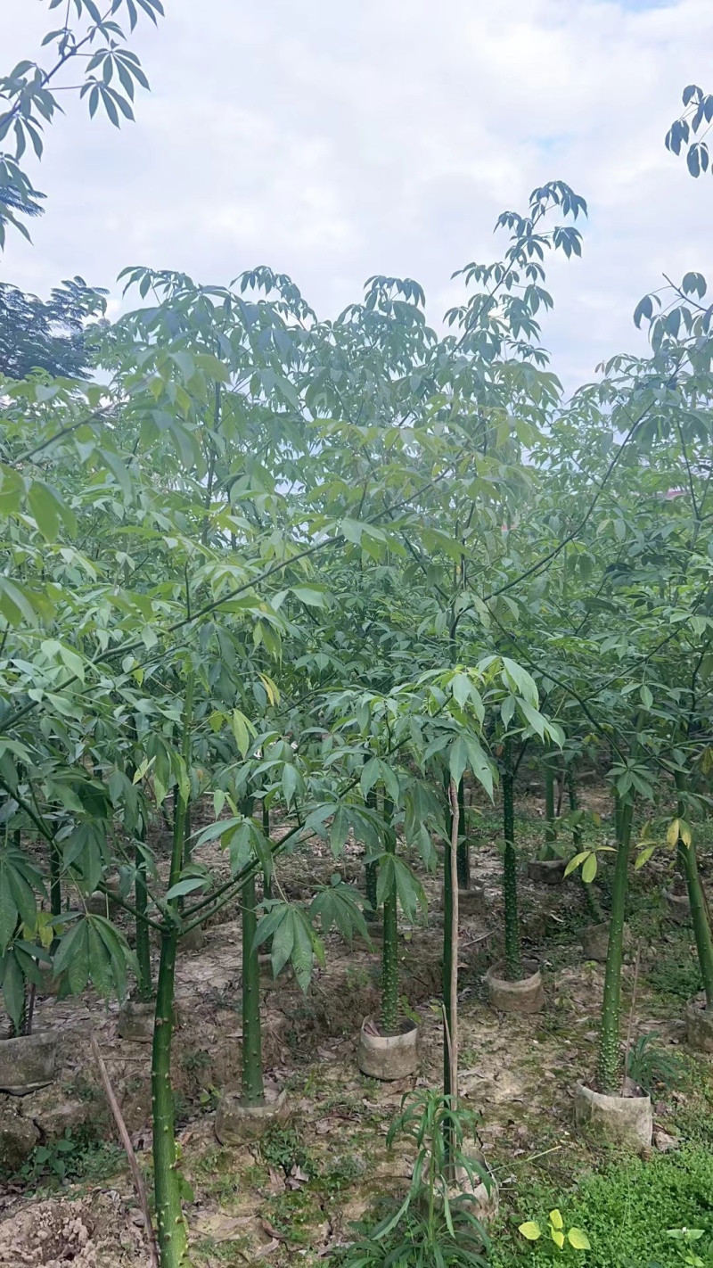 美丽异木棉2-10公分。自家货源量大价优