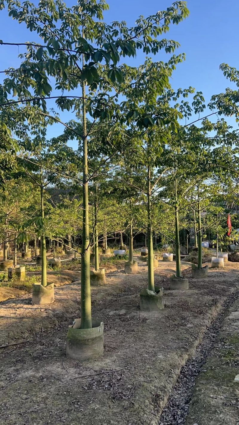 美丽异木棉2-10公分。自家货源量大价优