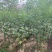 美丽异木棉2-10公分。自家货源量大价优