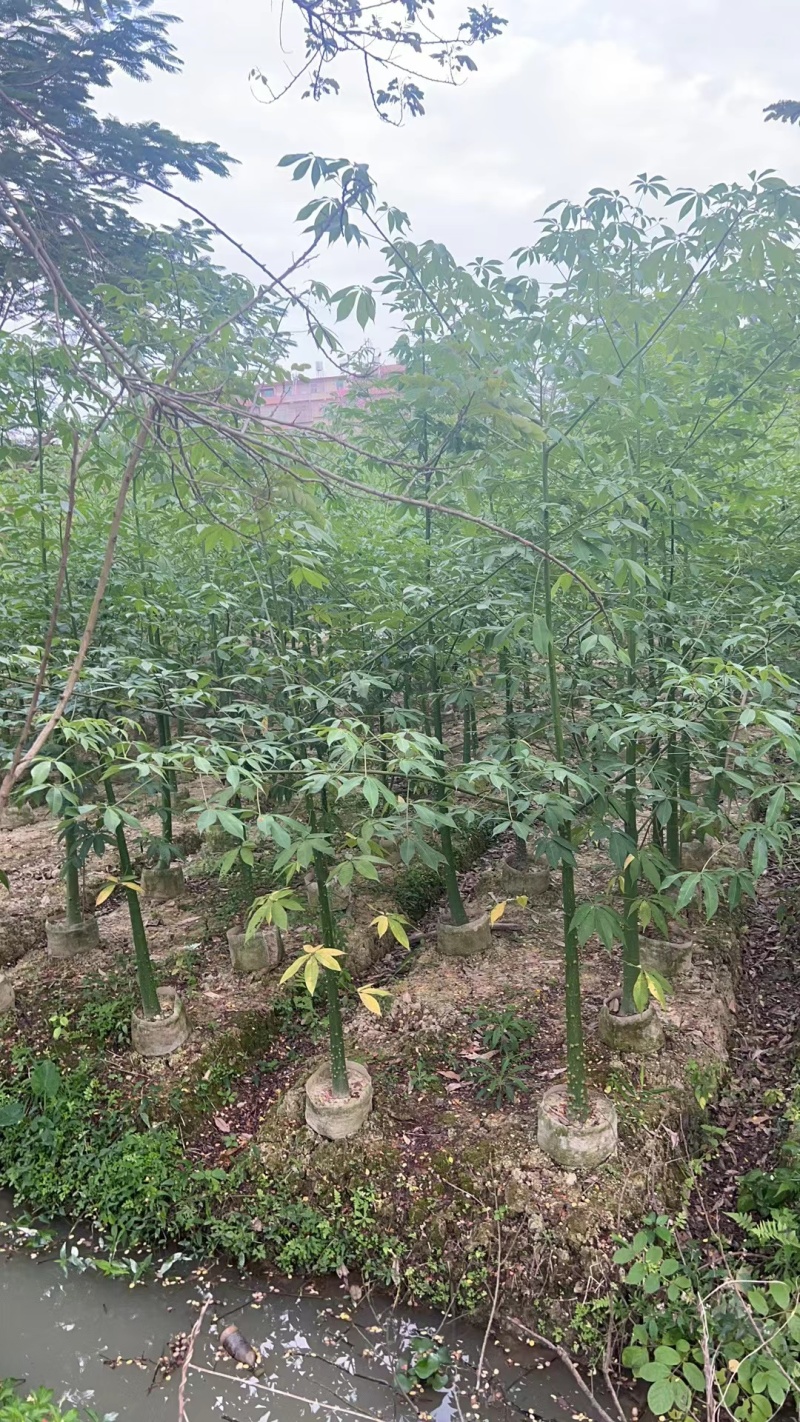 美丽异木棉2-10公分。自家货源量大价优