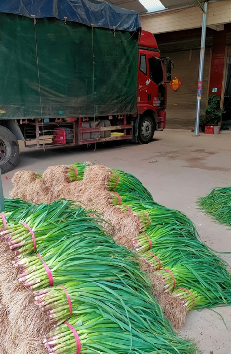 蒜苗红根蒜苗湖北宜昌蒜苗精品蒜苗产地发货一手货