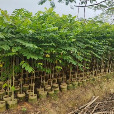 原生火焰木1-2-3公分大量出售。自家货源量大