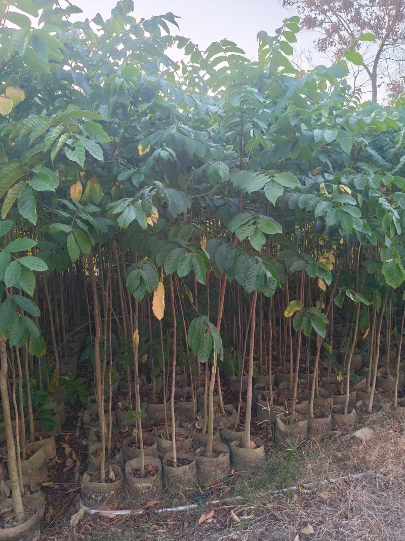 原生火焰木1-2-3公分大量出售。自家货源量大