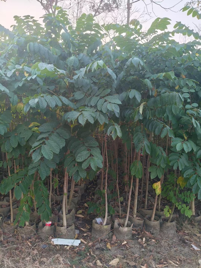 原生火焰木1-2-3公分大量出售。自家货源量大