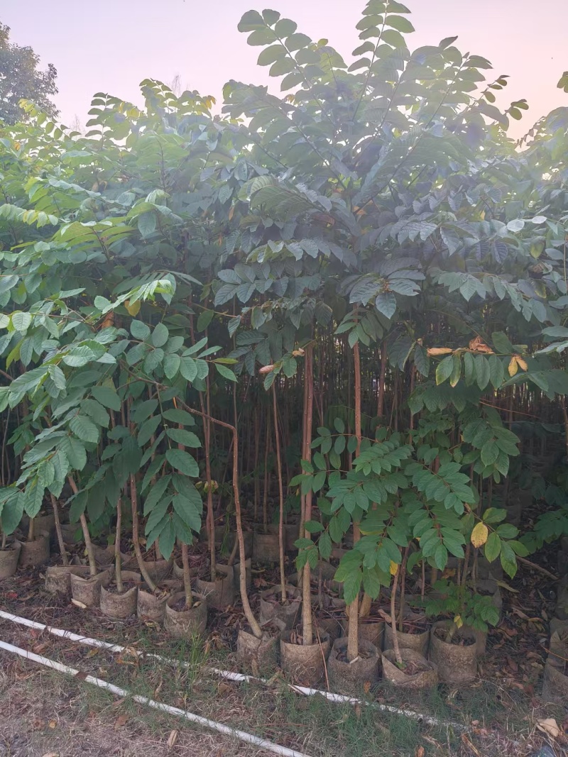 原生火焰木1-2-3公分大量出售。自家货源量大