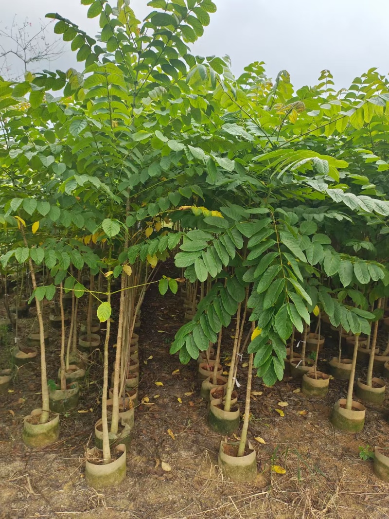 原生火焰木1-2-3公分大量出售。自家货源量大