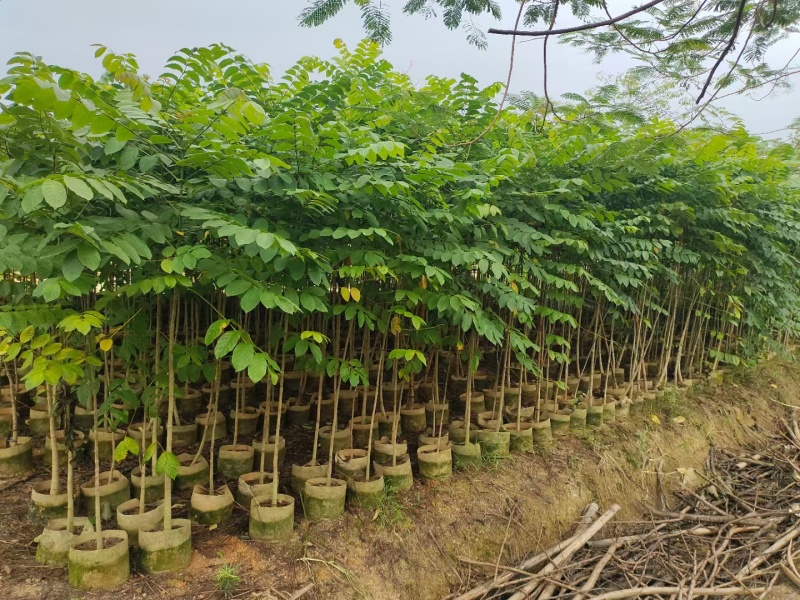 原生火焰木1-2-3公分大量出售。自家货源量大
