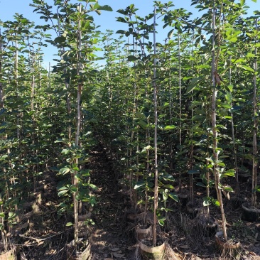 黄花风铃木1-2公分大量出售自家货源量大价格优惠