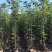 黄花风铃木1-2公分大量出售自家货源量大价格优惠