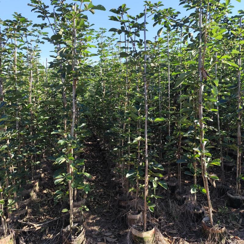 黄花风铃木1-2公分大量出售自家货源量大价格优惠