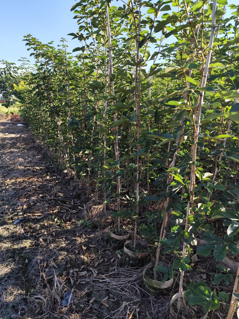 黄花风铃木1-2公分大量出售自家货源量大价格优惠