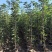黄花风铃木1-2公分大量出售自家货源量大价格优惠