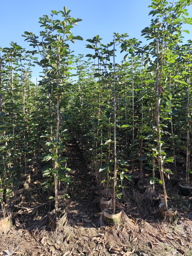 黄花风铃木1-2公分大量出售自家货源量大价格优惠