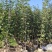 黄花风铃木1-2公分大量出售自家货源量大价格优惠