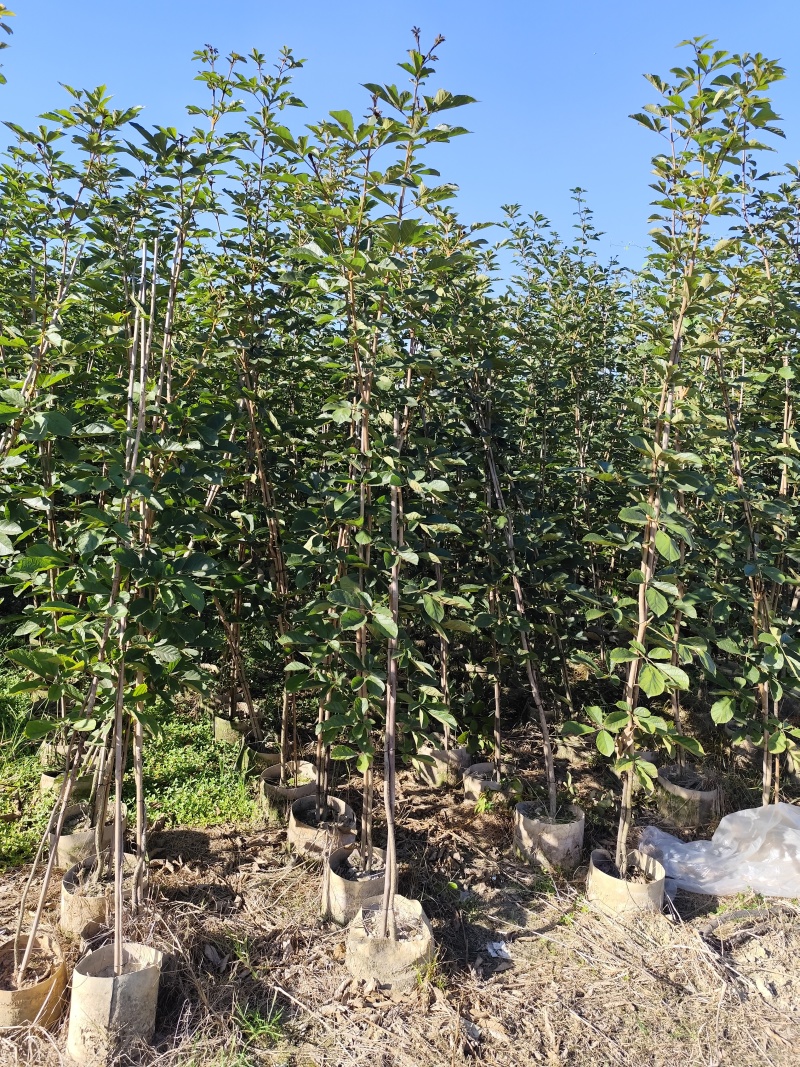 黄花风铃木1-2公分大量出售自家货源量大价格优惠