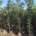 黄花风铃木1-2公分大量出售自家货源量大价格优惠