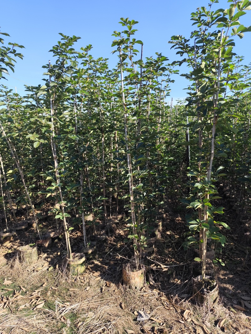黄花风铃木1-2公分大量出售自家货源量大价格优惠
