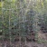 黄花风铃木1-2公分大量出售自家货源量大价格优惠