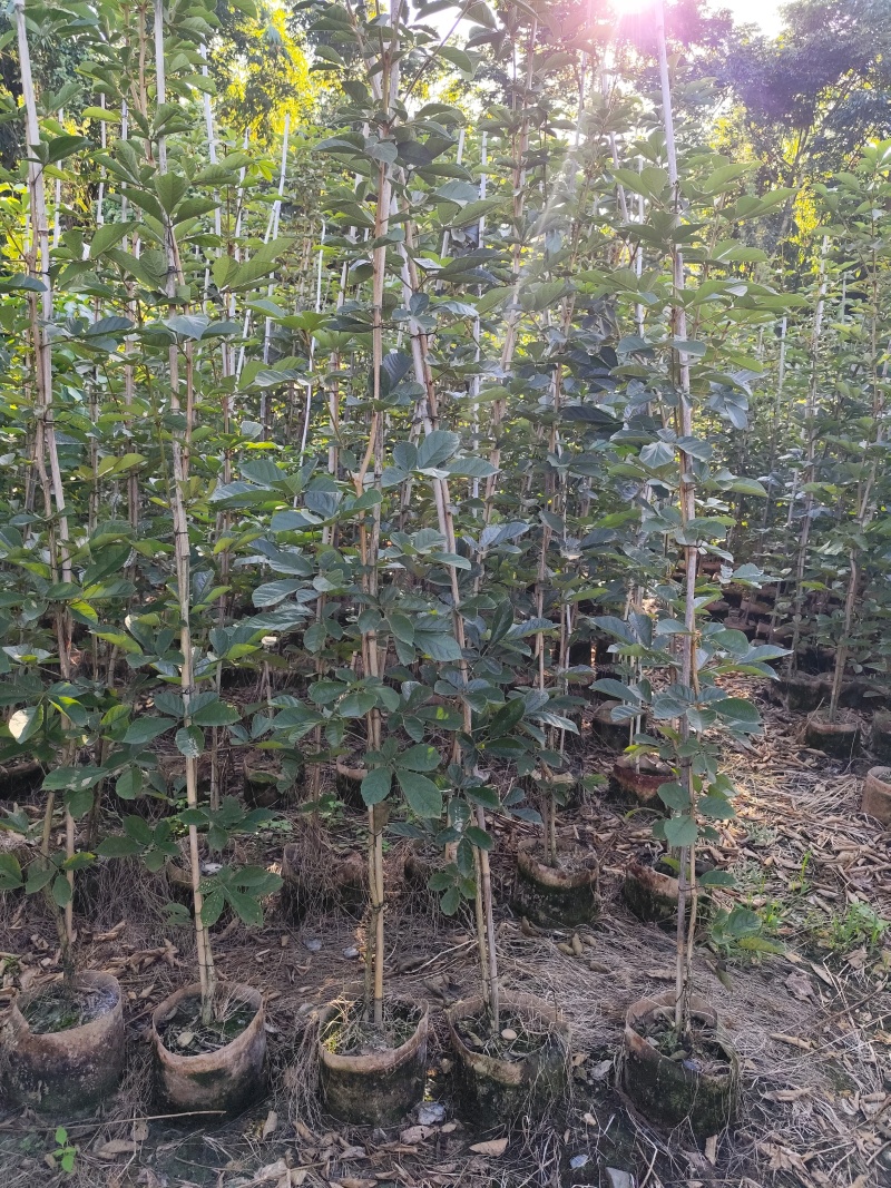 黄花风铃木1-2公分大量出售自家货源量大价格优惠
