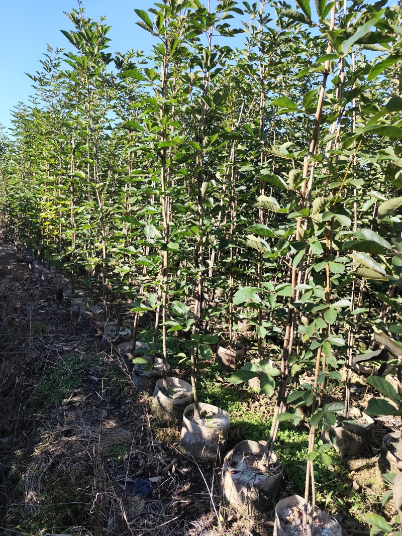 黄花风铃木1-2公分大量出售自家货源量大价格优惠