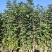 黄花风铃木1-2公分大量出售自家货源量大价格优惠