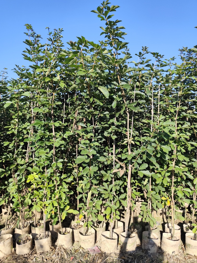 黄花风铃木1-2公分大量出售自家货源量大价格优惠