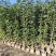 黄花风铃木1-2公分大量出售自家货源量大价格优惠