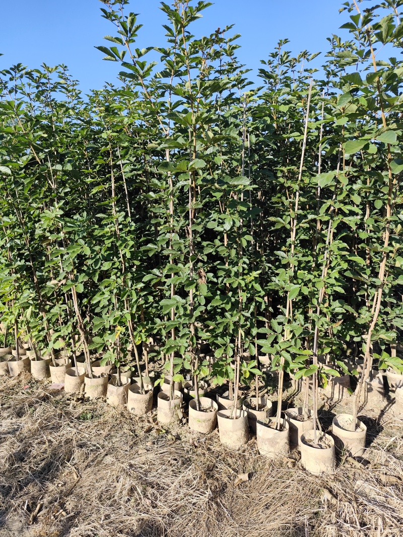 黄花风铃木1-2公分大量出售自家货源量大价格优惠