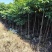 麻楝1-3公分大量出售自家货源量大价优欢迎现场选购