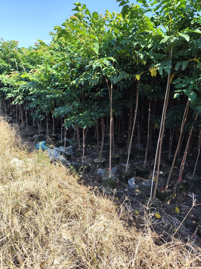 麻楝1-3公分大量出售自家货源量大价优欢迎现场选购