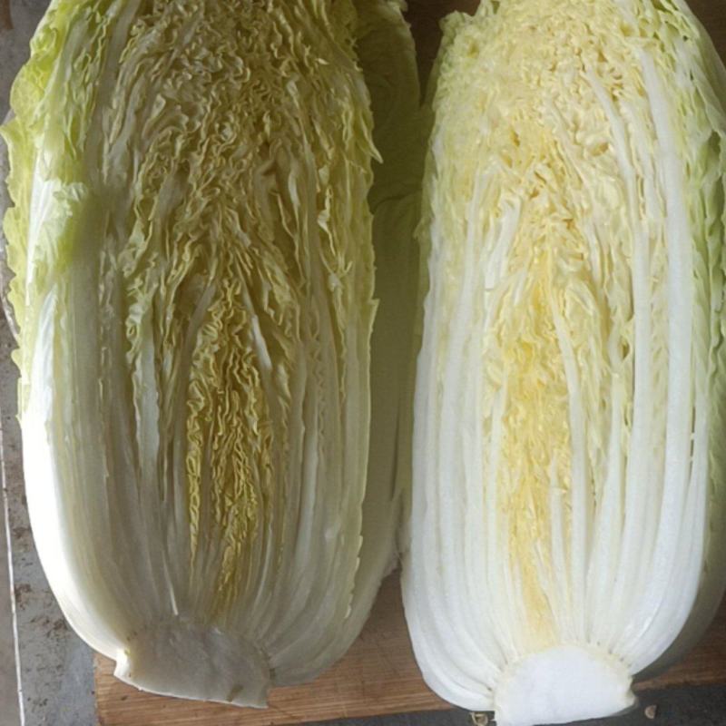 精品娃娃菜