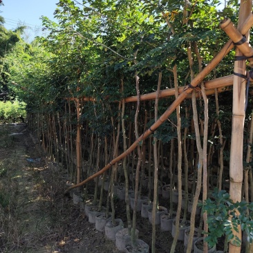 黄花梨原生苗1-2-3公分大量出售自家货源量大价优