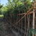 黄花梨原生苗1-2-3公分大量出售自家货源量大价优