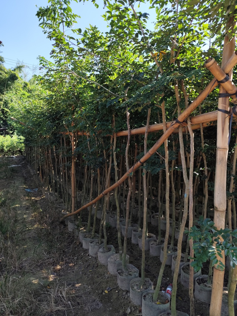 黄花梨原生苗1-2-3公分大量出售自家货源量大价优