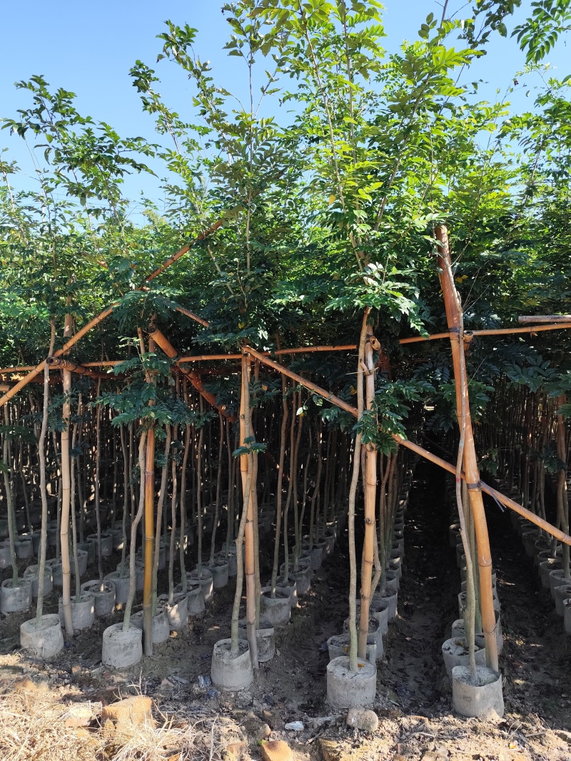 黄花梨原生苗1-2-3公分大量出售自家货源量大价优