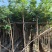 黄花梨原生苗1-2-3公分大量出售自家货源量大价优