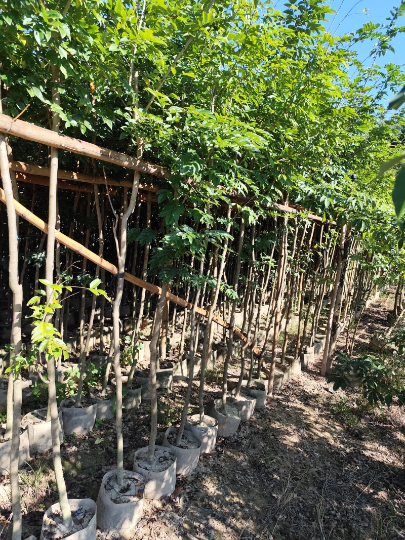 黄花梨原生苗1-2-3公分大量出售自家货源量大价优