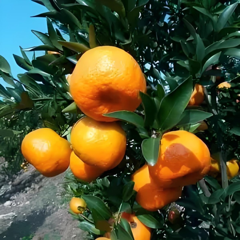 碰柑产地直发供应出口贸易、市场、零售