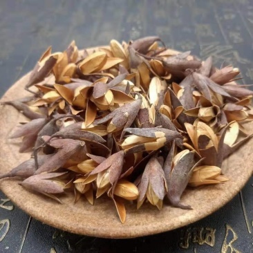 香椿种子红油香椿种子当季现采现发出芽率高