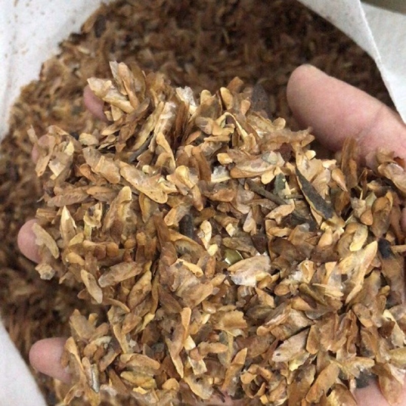 香椿种子红油香椿种子当季现采现发出芽率高