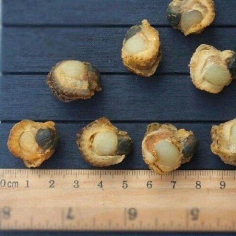 全贝肉，干扇贝柱新鲜干贝瑶柱海鲜干货煲粥汤商用
