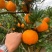 2芦柑湖北芦柑万亩果园直发保质保量对接全国市场等
