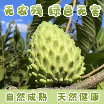 一件代发释迦果新鲜大番荔枝林檎佛头果摩尼果牛奶凤梨释迦