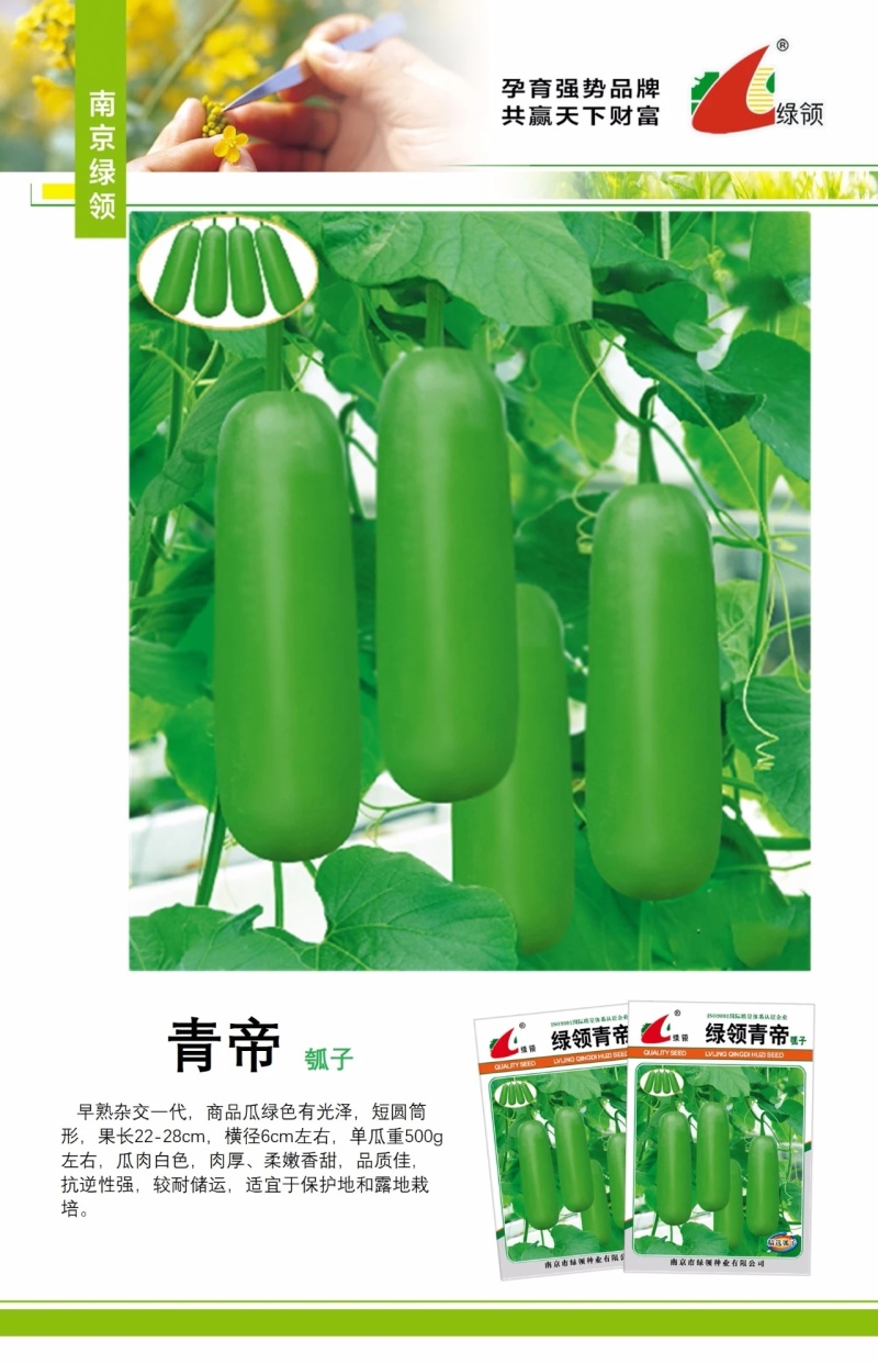 绿领青帝瓠瓜种子早熟短棒肉厚瓠瓜种子柔嫩香甜抗逆性强瓠瓜