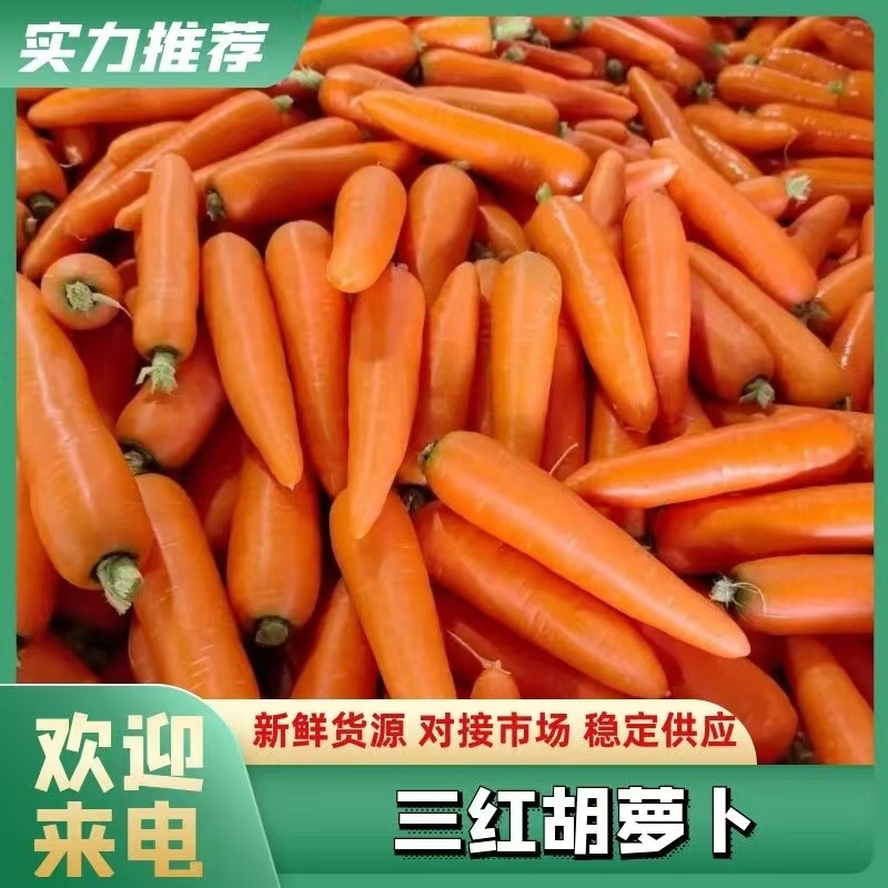 开封通许胡萝卜三红胡萝卜大红万亩基地价格从优一件代发