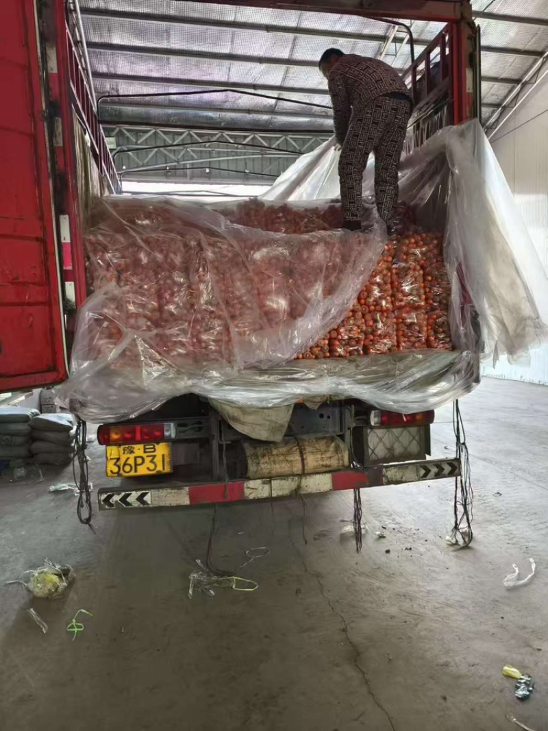 开封通许胡萝卜三红胡萝卜大红万亩基地价格从优一件代发