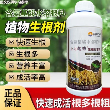 生根壮苗剂促进生根，生根快，好成活，主根健壮，侧根密集